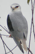 Black-winged Kite