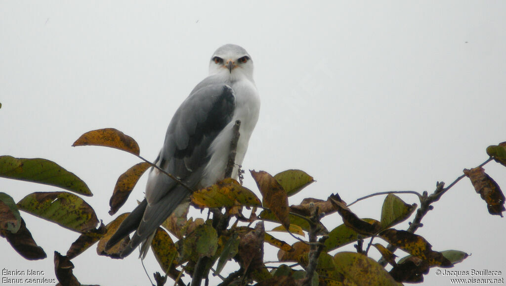 Black-winged Kiteadult