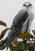 Black-winged Kite