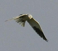 Black-winged Kite