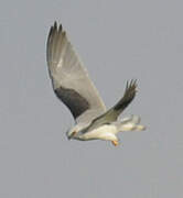 Black-winged Kite