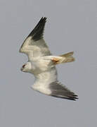 Black-winged Kite