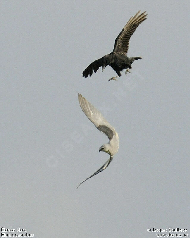 Black-winged Kiteadult