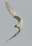 Black-winged Kite