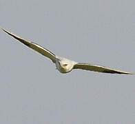 Black-winged Kite