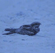 European Nightjar