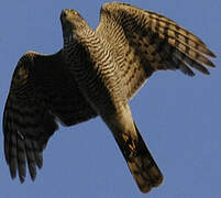 Eurasian Sparrowhawk