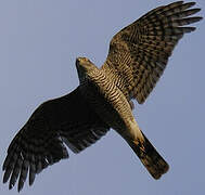 Eurasian Sparrowhawk