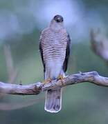 Eurasian Sparrowhawk