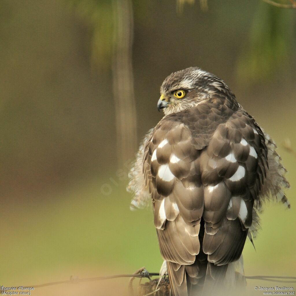 Eurasian Sparrowhawk