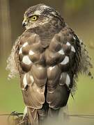 Eurasian Sparrowhawk