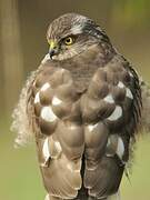 Eurasian Sparrowhawk