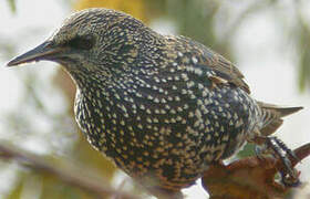 Common Starling