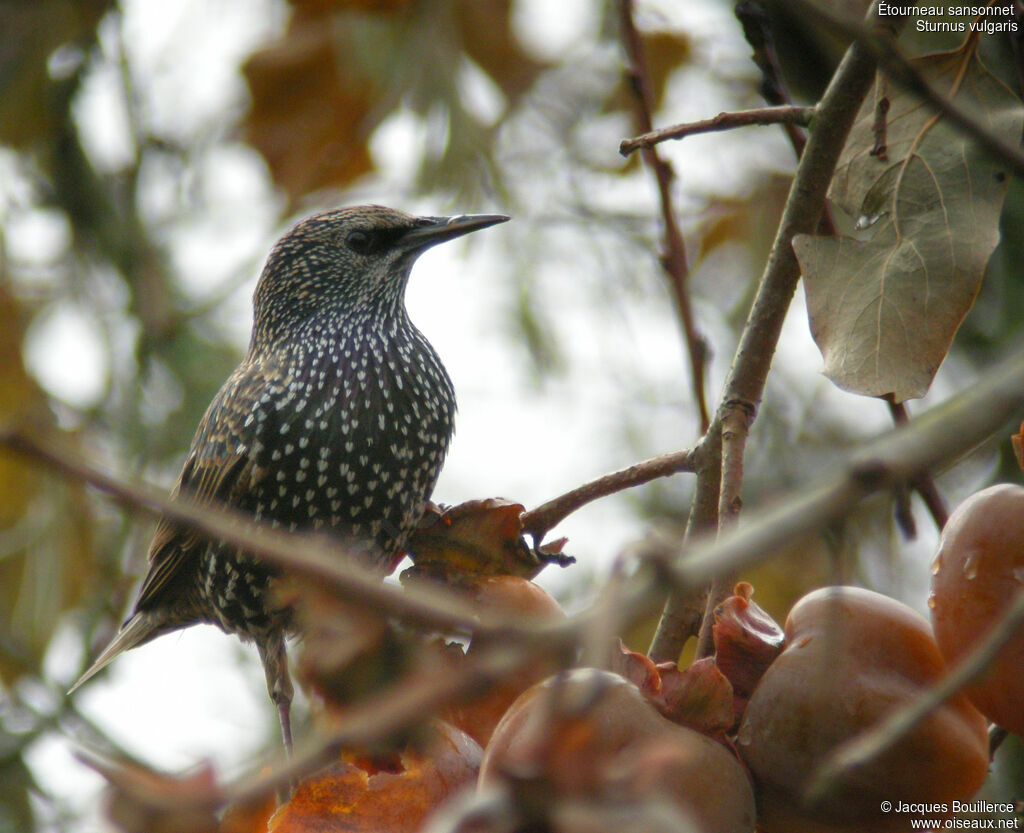 Common Starling