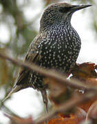 Common Starling