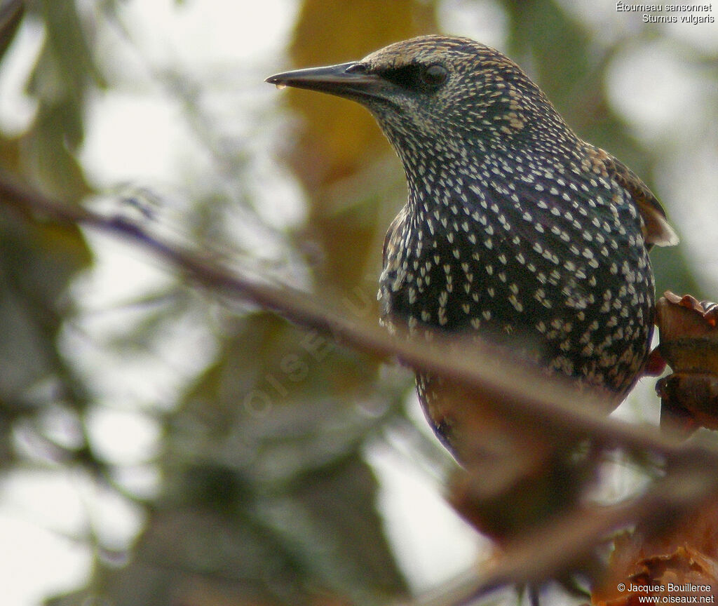 Common Starling