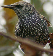 Common Starling