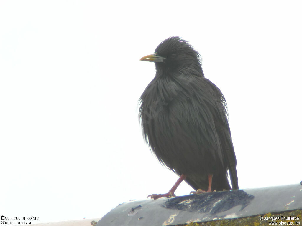 Étourneau unicoloreadulte