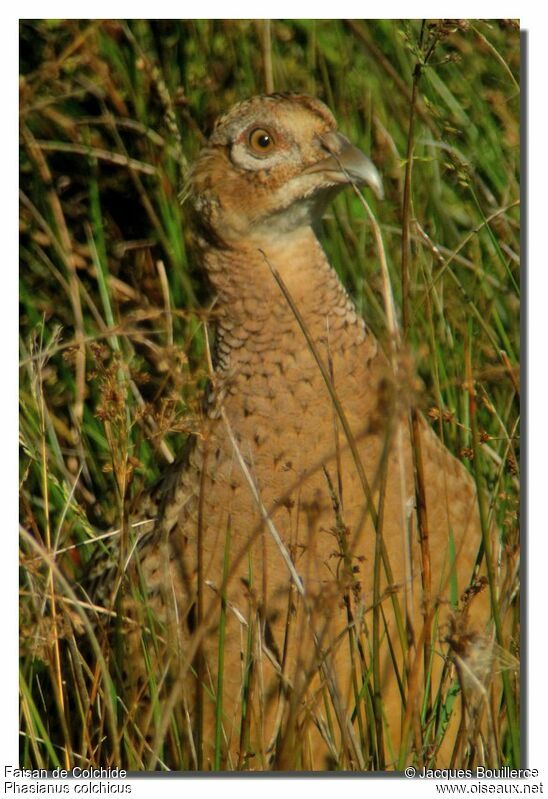 Common Pheasant female adult