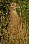 Common Pheasant