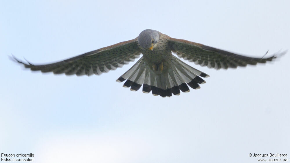 Common Kestrel male adult