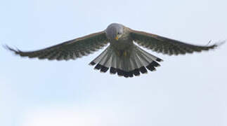 Common Kestrel