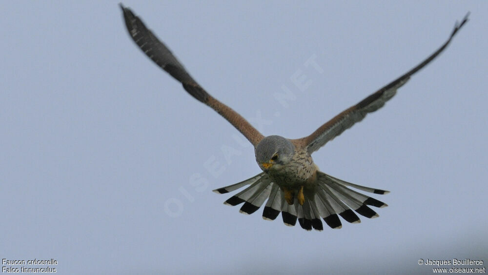 Common Kestrel male adult