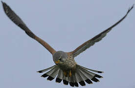 Common Kestrel