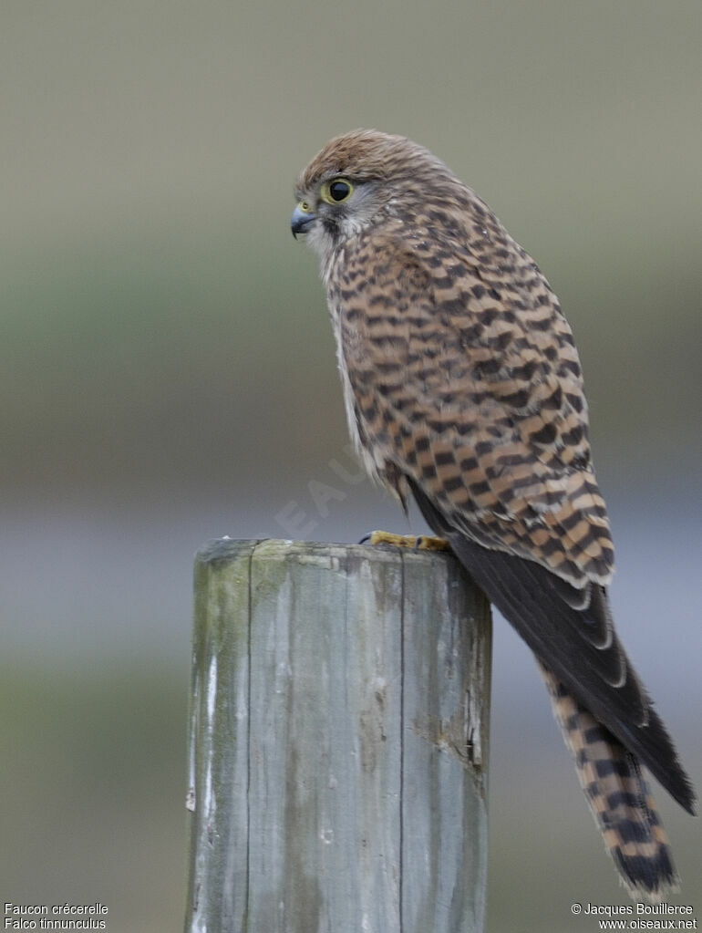 Common Kestrel