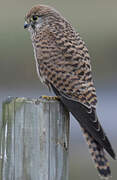 Common Kestrel