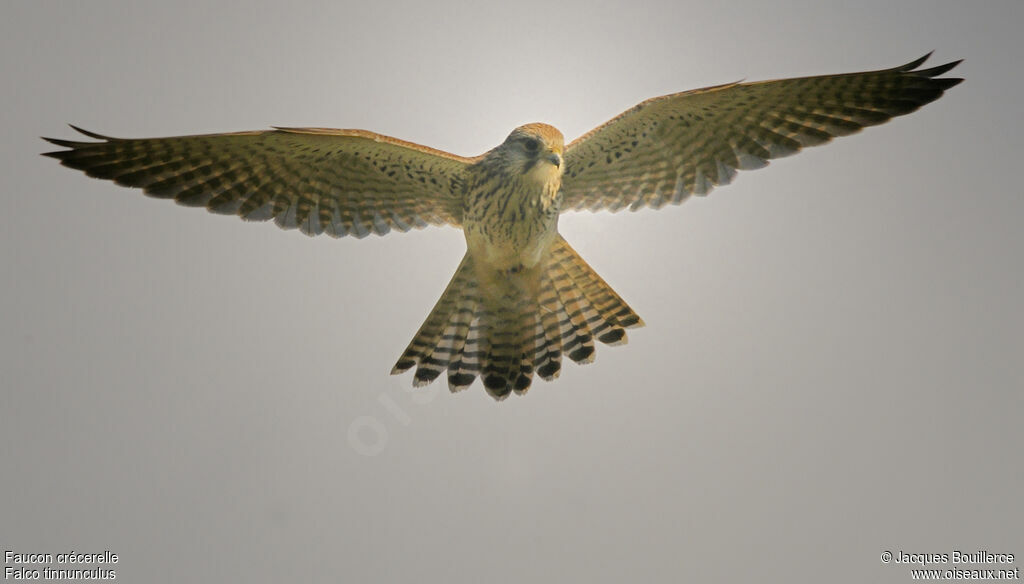 Common Kestrel