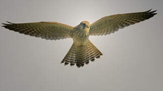 Common Kestrel