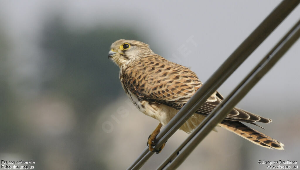 Faucon crécerelle