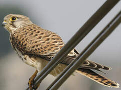 Common Kestrel