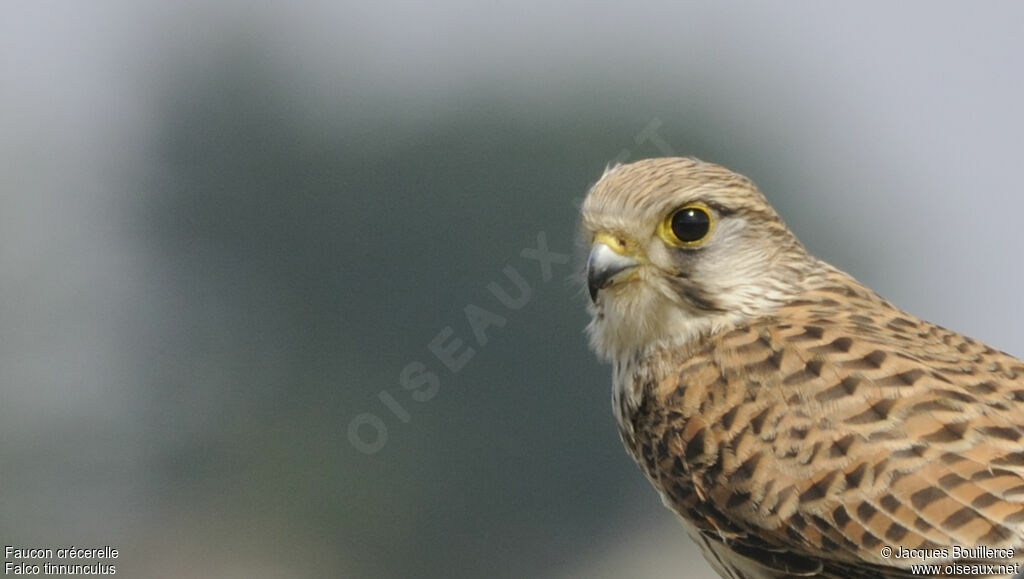 Common Kestrel