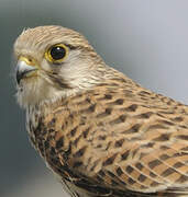 Common Kestrel