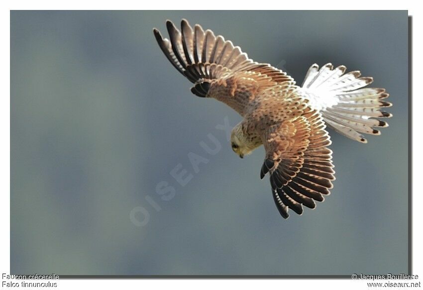 Common Kestrel