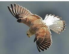 Common Kestrel