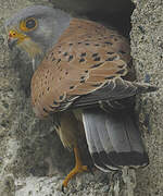 Common Kestrel