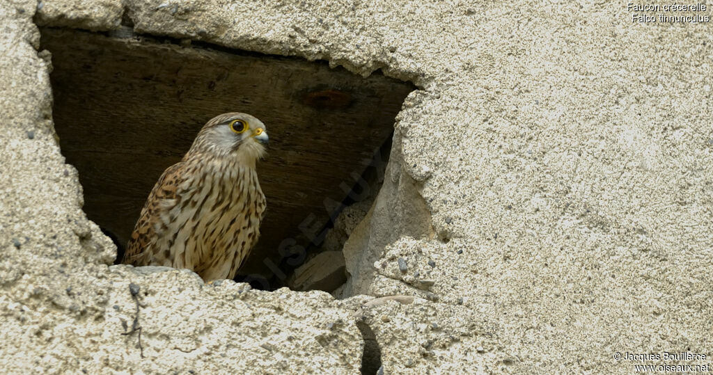 Common Kestrel female adult