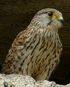 Common Kestrel