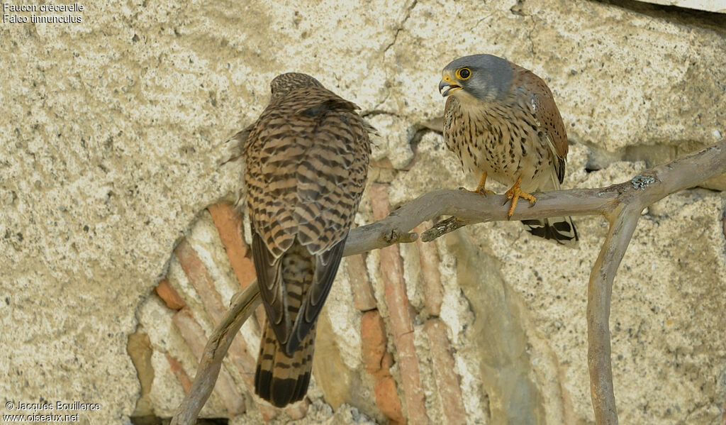 Faucon crécerelle adulte