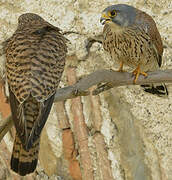 Common Kestrel