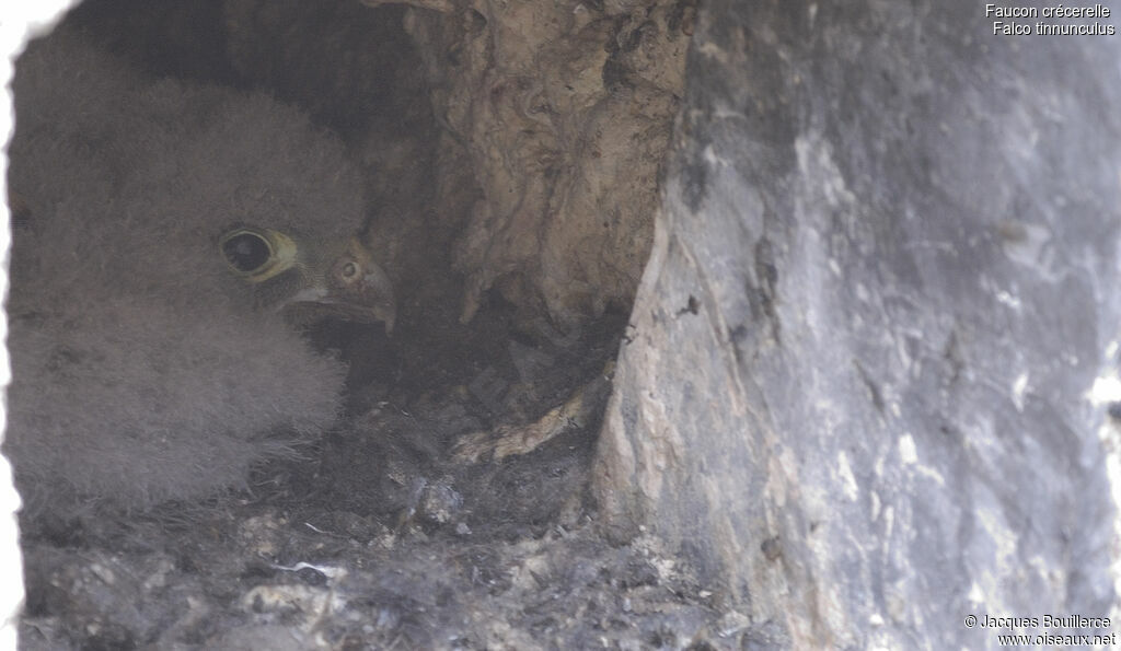 Common Kestrel