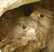 Common Kestrel