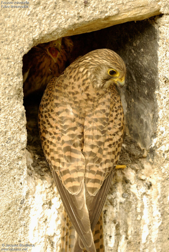 Common Kestrel