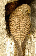 Common Kestrel