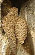 Common Kestrel