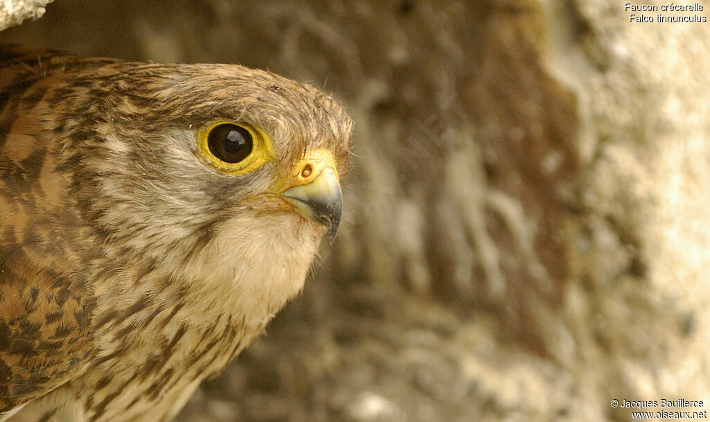 Common Kestrel female adult