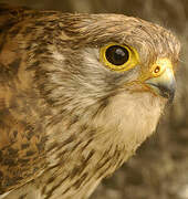 Common Kestrel